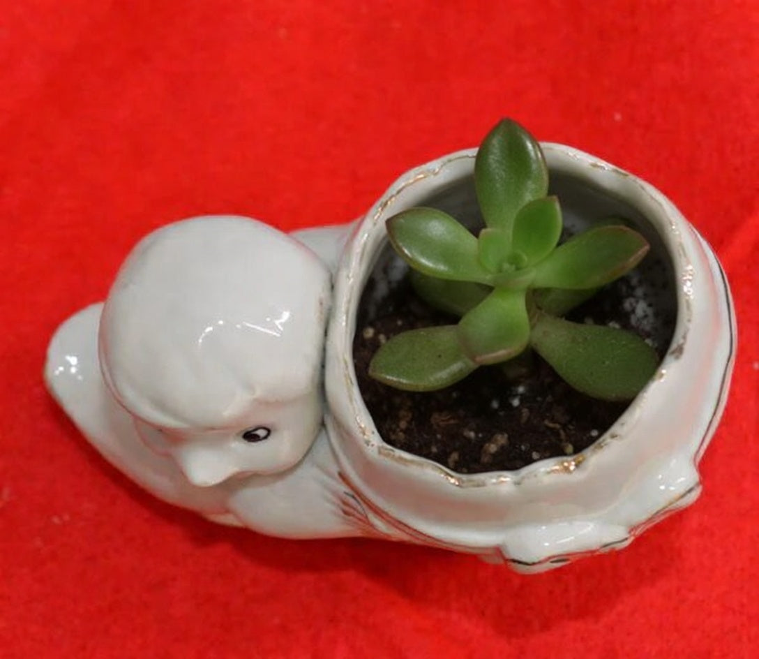 Small Chick with Egg Planter