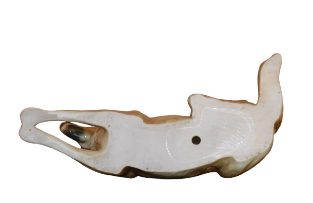 Underside of a ceramic horse figurine, showing a hollow section near the back legs and a small hole in the center."