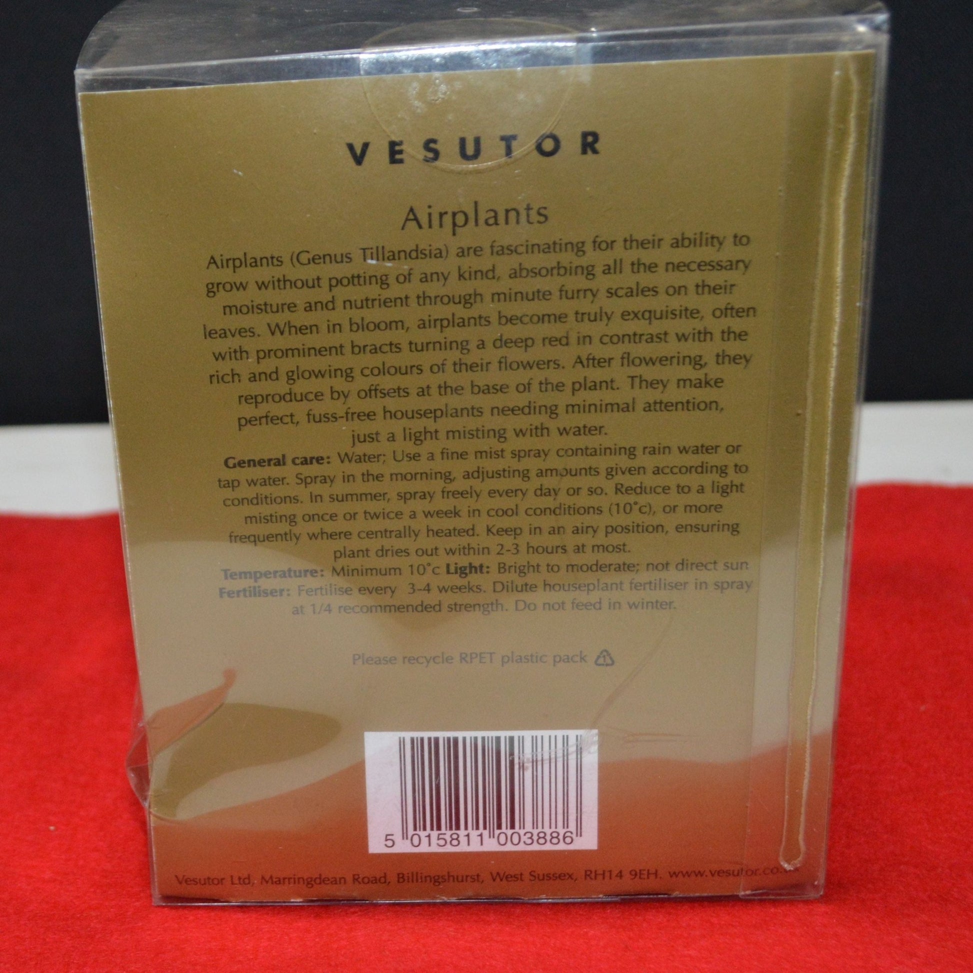 VESUTOR AIR PLANT DECORATIVE ORNAMENT(PREVIOUSLY OWNED) - TMD167207
